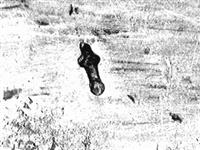 11438_1.bmp; 11438; Zilveren bladwijzer; bladwijzer