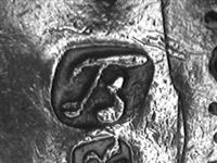 11512_D.bmp; 11512; miniatuur kwispedoor; miniatuurrookgerei