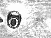 11571.2_E.bmp; 11571.02; miniatuur asschop; miniatuur haardstel