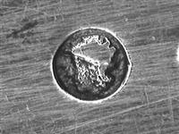 11652_A.bmp; 11652; Zilveren gemberlepel; gemberlepel
