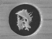 11658_A.bmp; 11658; IJsschep; ijsschep