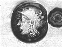 11677.2_A.jpg; 11677.02; zilvren gembervork; gembervork