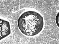 11686_A.bmp; 11686; Vlalepel; vlalepel