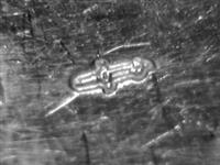11699.3_B.jpg; 11699.03; zilveren mokkalepeltje; mokkalepel