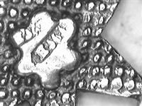 11750.c_D.bmp; 11750; ; chatelaine