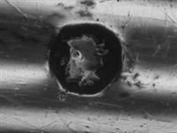 11930.1_A.bmp; 11930.01; ; groentelepel
