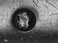 11933_A.bmp; 11933; ; groentelepel