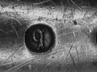 11939_C.bmp; 11939; ; sauslepel