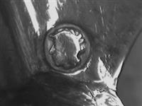 11948_A.bmp; 11948; ; fruitschep
