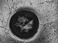 13045_A.bmp; 13045; ; groentelepel