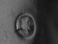 13047.1_A.bmp; 13047.01; ; groentelepel