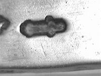 13160_B.jpg; 13160; ; theelepel