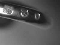 13195.01_A.bmp; 13195.01; Eloy lacht, Eloy huilt; rammelaar