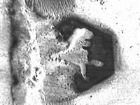 13223_B.jpg; 13223; ; theeschepje