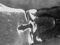 13633_2.bmp; 13633; ; amandelschep