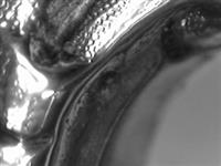 13664_4.bmp; 13664; ; koffiepot