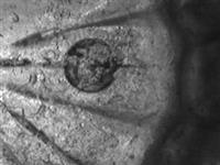 13743.2_A.bmp; 13743.02; ; melkkan