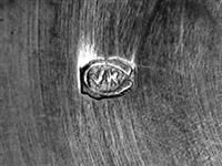 13746_D.bmp; 13746; ; schaal