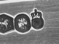 13925_A.bmp; 13925; Aardappellepel; aardappellepel