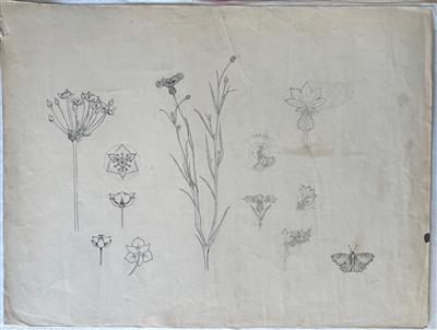 25491.jpg; 25491; Schets van verschillende bloemen en planten; schets