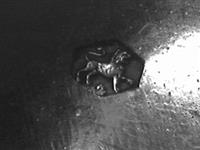 40237_B.bmp; 40237; Oorijzer; oorijzer